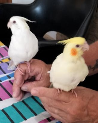 Calopsiti allevate a mano