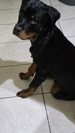 Rottweiler maschio