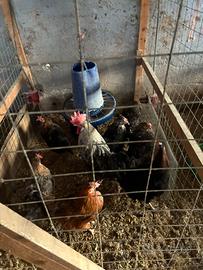 Galline Olive Egger