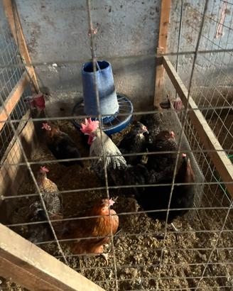 Galline Olive Egger