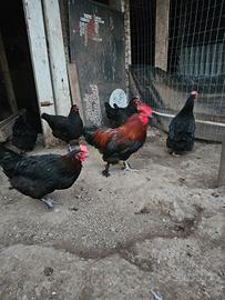 Marans