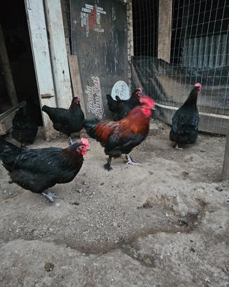 Marans