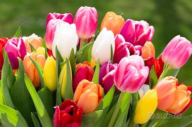 Bulbi si Tulipano multicolori