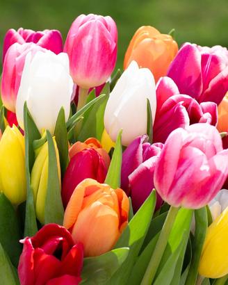 Bulbi si Tulipano multicolori