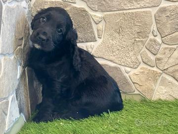 Cocker