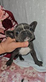 Bulldog francese cucciolo 2 mesi