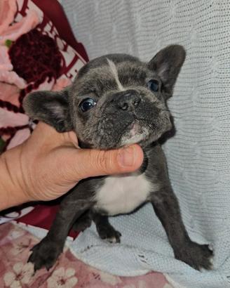 Bulldog francese cucciolo 2 mesi