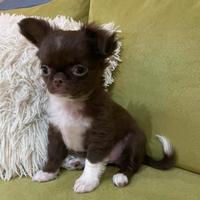 Chihuahua