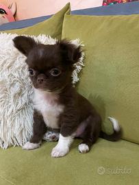 Chihuahua