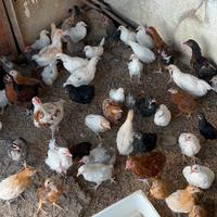 Pulcini di vari mesi