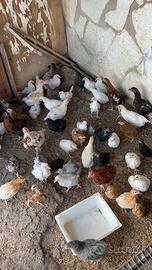 Pulcini di vari mesi