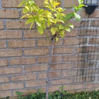 limoni zagara fiori bianchi 4 stagioni