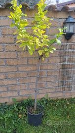 limoni zagara fiori bianchi 4 stagioni