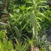 Piante succulenti grasse