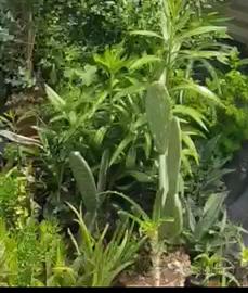 Piante succulenti grasse