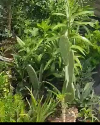 Piante succulenti grasse