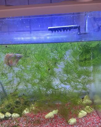 Acquario completo