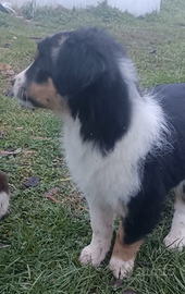 Border collie femmina