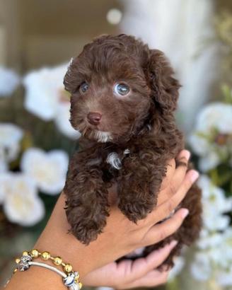 BARBONCINO TOY - BARBONCINI CHOCOLATE cuccioli