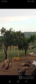 Anatre corritrici