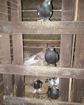 Piccioni