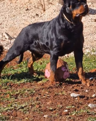 Disponibili Cuccioli di Rottweiler