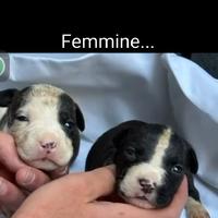 Cuccioli di american pitbull terrier