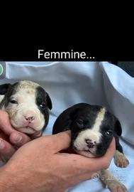 Cuccioli di american pitbull terrier