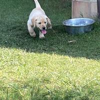 Cuccioli di labrador