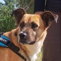 Pita, cane equilibrata aspetta la sua famiglia