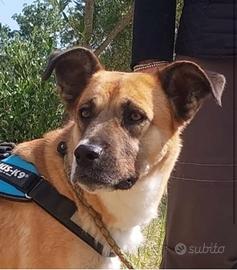 Pita, cane equilibrata aspetta la sua famiglia