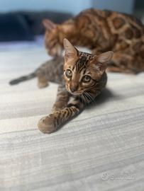 Cucciolo Bengala maschio