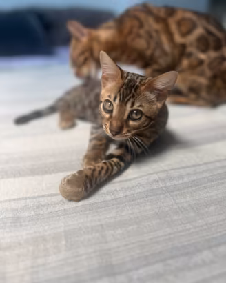 Cucciolo Bengala maschio