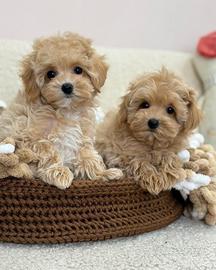 MALTIPOO - BARBONCINO - MALTESE CUCCIOLI pag rate