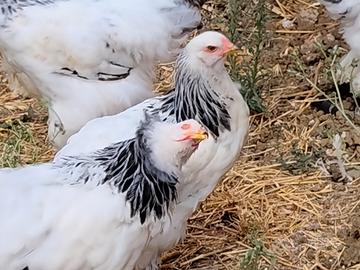 Brahma
