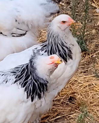 Brahma