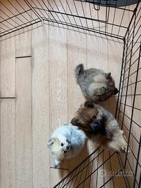 Cuccioli di Volpino di Pomerania