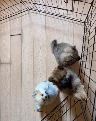 Cuccioli di Volpino di Pomerania