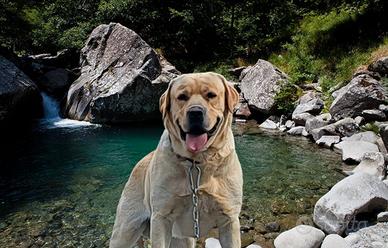 Labrador retriver