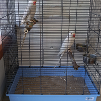 Parrocchetto dal collare