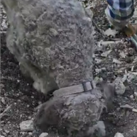 Lagotto romagnolo