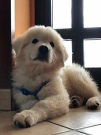 Meravigliosi Cuccioli Pastore Abruzzese Maremmano