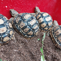 Stigmochelys pardalis tartaruga