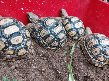 Stigmochelys pardalis tartaruga