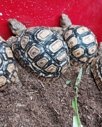 Stigmochelys pardalis tartaruga