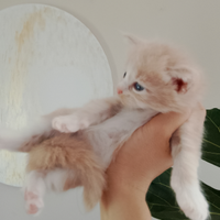 Mainecoon
