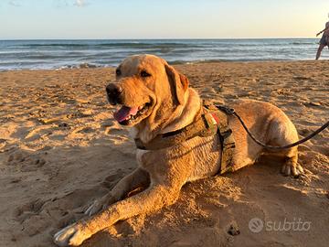 Labrador per accoppiamento