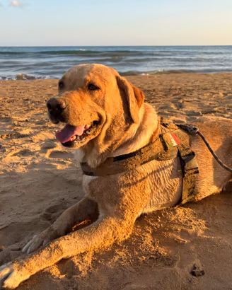 Labrador per accoppiamento