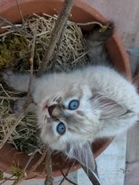 Gattini siberiani / cuccioli di gatto siberiano