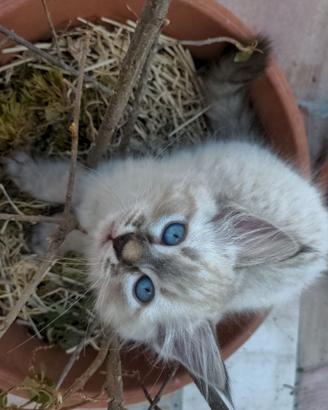 Gattini siberiani / cuccioli di gatto siberiano